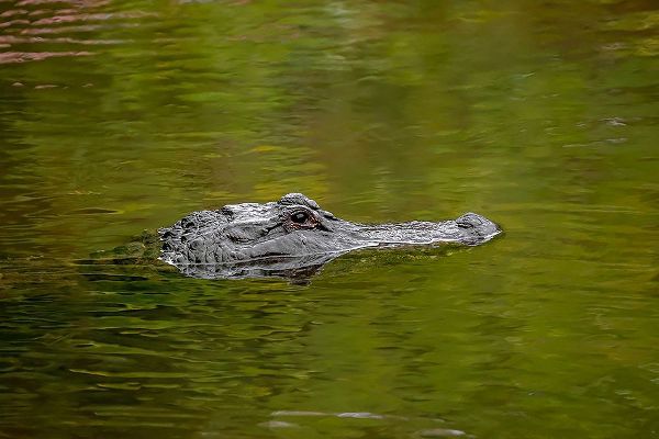 Jones, Adam 아티스트의 American alligator-Merritt Island National Wildlife Refuge-Florida작품입니다.